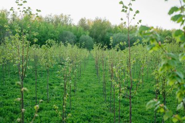 Çok genç ağaç orman parkta büyümek. Orman koruma kavramı.