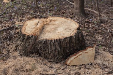 Ormandaki ağaçların yasadışı Gaze. ekoloji kavramı.