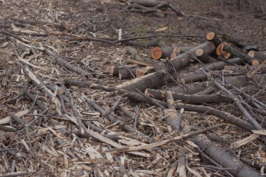Ormandaki ağaçların yasadışı Gaze. ekoloji kavramı.