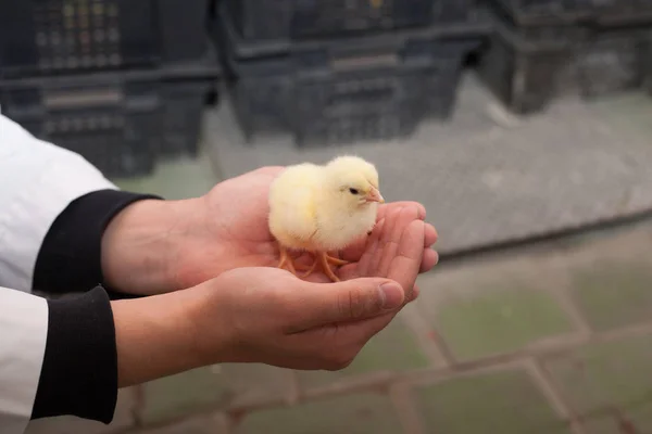 Agriculteur exploitant un petit poulet dans sa ferme — Photo