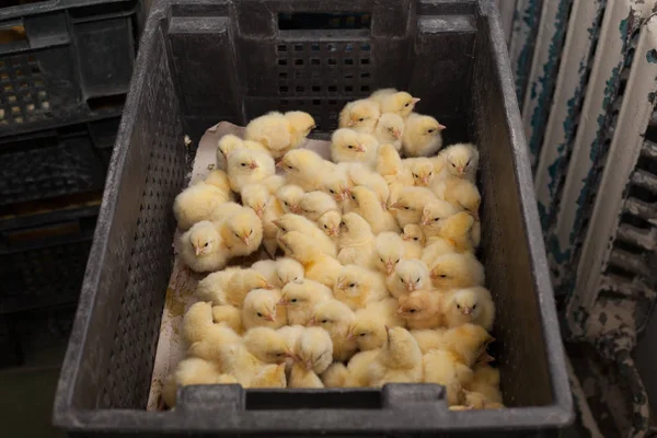 lots of little chicks in a box at the agricultural farm