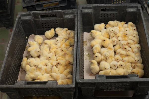 Montones de pollitos en una caja en la granja agrícola — Foto de Stock