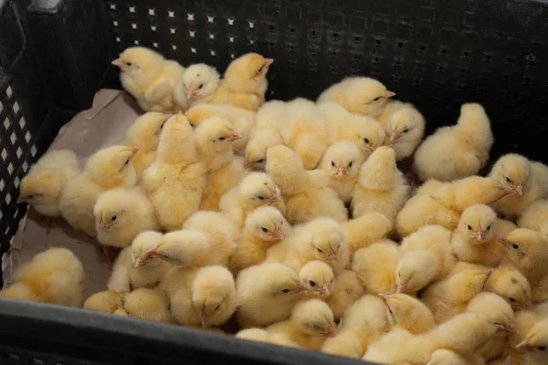 lots of little chicks in a box at the agricultural farm