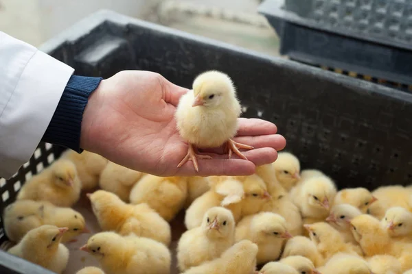 farmer holding a small chicken on his farm