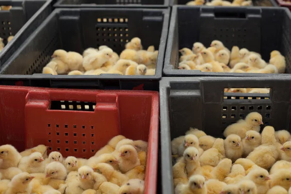 lots of little chicks in a box at the agricultural farm