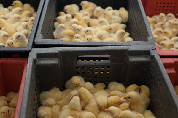 lots of little chicks in a box at the agricultural farm  