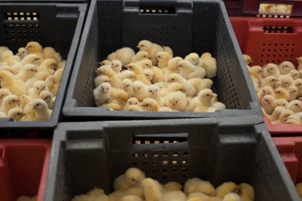 lots of little chicks in a box at the agricultural farm