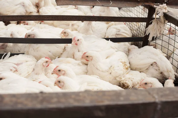 Granja avícola. Pollos de engorde en una jaula . — Foto de Stock