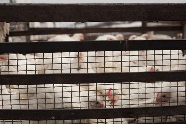 Poultry Farm. Broiler chickens in a cage.