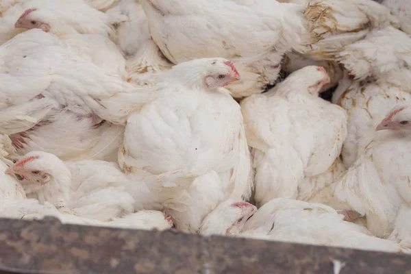 Granja avícola. Pollos de engorde en una jaula . — Foto de Stock