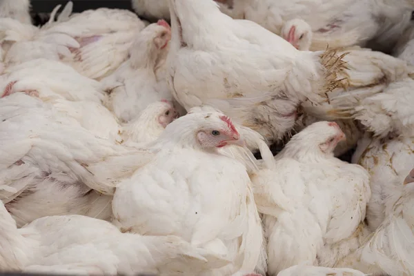 Quinta das Aves. Frangos de corte em uma gaiola . — Fotografia de Stock