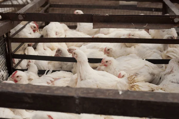 Poultry Farm. Broiler chickens in a cage.