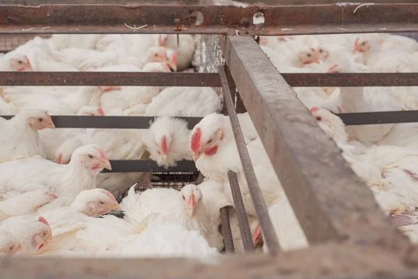 Granja avícola. Pollos de engorde en una jaula . — Foto de Stock