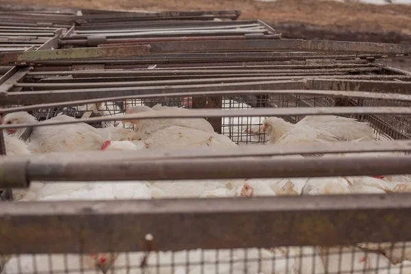 Geflügelhof. Masthühner im Käfig. — Stockfoto