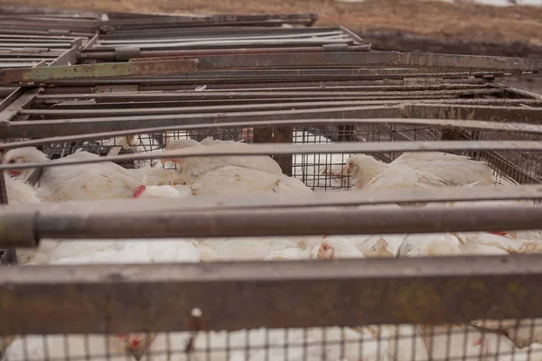 Granja avícola. Pollos de engorde en una jaula . — Foto de Stock