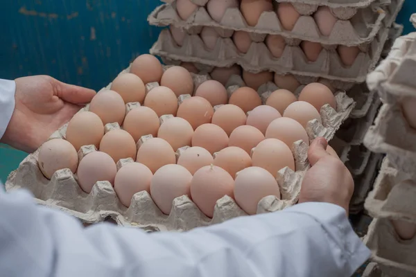 Gyári, a termelés, a tojás és a csirkék. — Stock Fotó