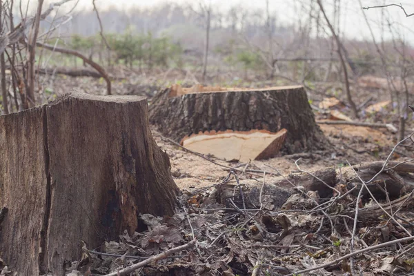 Illegal avverkning av träd i skogen. ekologi-konceptet. — Stockfoto