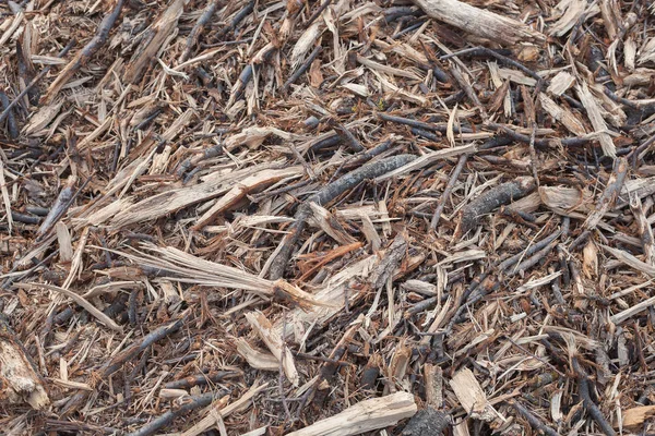 Wood shavings background — Stock Photo, Image