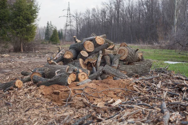 Illegal avverkning av träd i skogen. ekologi-konceptet. — Stockfoto