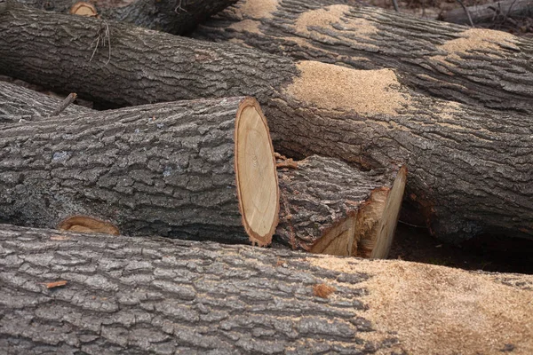 Illegal avverkning av träd i skogen. ekologi-konceptet. — Stockfoto