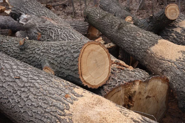 Незаконная вырубка деревьев в лесу. экологическая концепция . — стоковое фото