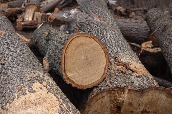 Illegal avverkning av träd i skogen. ekologi-konceptet. — Stockfoto