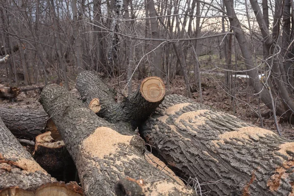Illegal avverkning av träd i skogen. ekologi-konceptet. — Stockfoto