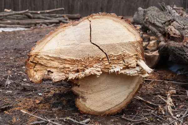 Illegal avverkning av träd i skogen. ekologi-konceptet. — Stockfoto