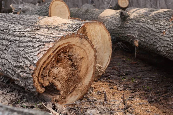 Illegal avverkning av träd i skogen. ekologi-konceptet. — Stockfoto