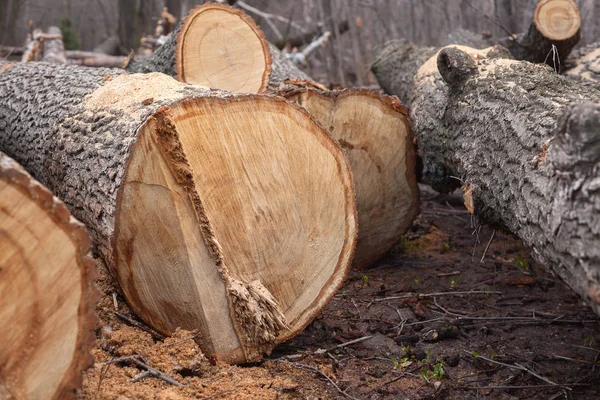 Незаконная вырубка деревьев в лесу. экологическая концепция . — стоковое фото