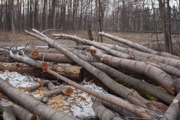 Nezákonné kácení stromů v lese. koncept ekologie. — Stock fotografie