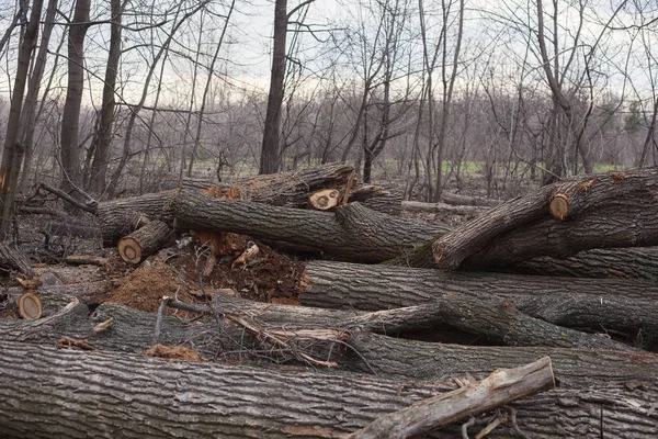 Illegal avverkning av träd i skogen. ekologi-konceptet. — Stockfoto