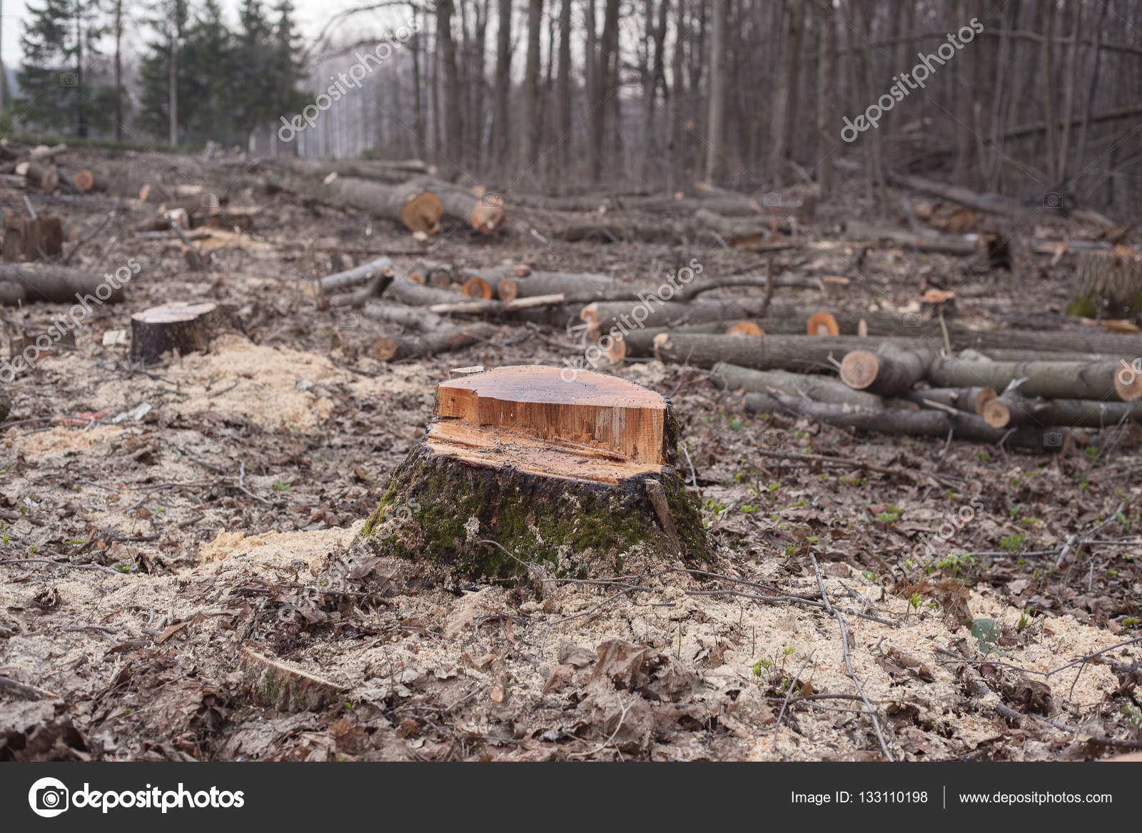 Leña y leña en los bosques — Foto de stock © fransz #133110198