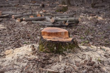 Ormandaki ağaçların yasadışı Gaze. ekoloji kavramı.