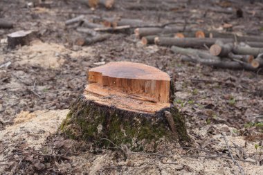 Ormandaki ağaçların yasadışı Gaze. ekoloji kavramı.