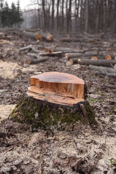 Nezákonné kácení stromů v lese. koncept ekologie. — Stock fotografie