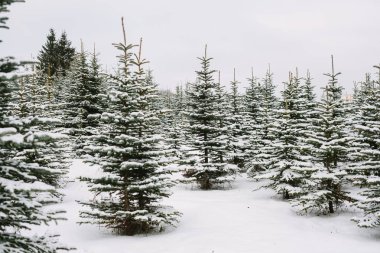 karla kaplı ladin-ağaçları ile kış manzarası