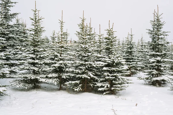 Paisagem de inverno com abetos cobertos de neve — Fotografia de Stock