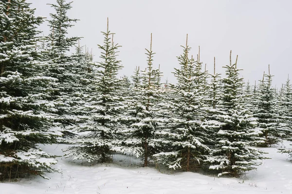 Winterlandschap met sneeuw bedekte spar-bomen — Stockfoto