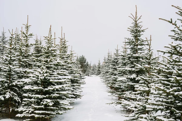 Paisagem de inverno com abetos cobertos de neve — Fotografia de Stock