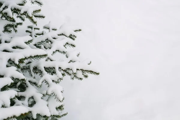 Ramas de abeto. Fondo de Navidad y Año Nuevo . — Foto de Stock