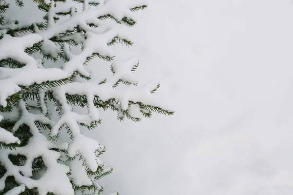 Ramas de abeto. Fondo de Navidad y Año Nuevo . — Foto de Stock