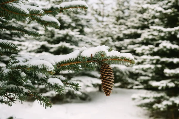 El cono del pino cuelga en una rama del árbol en el invierno en el bosque. fondo de invierno — Foto de Stock