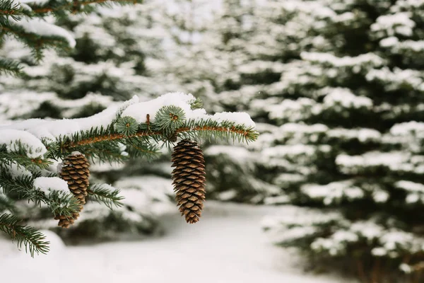 El cono del pino cuelga en una rama del árbol en el invierno en el bosque. fondo de invierno — Foto de Stock