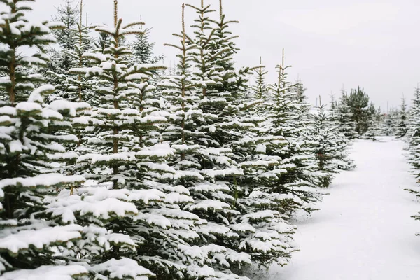 Paisagem de inverno com abetos cobertos de neve — Fotografia de Stock