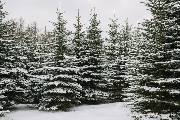 Paisagem de inverno com abetos cobertos de neve — Fotografia de Stock