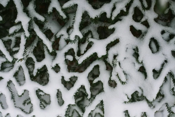 Ramas de abeto. Fondo de Navidad y Año Nuevo . — Foto de Stock