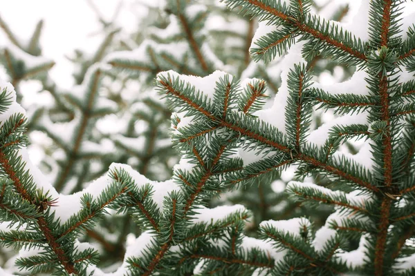 Ramas de abeto. Fondo de Navidad y Año Nuevo . — Foto de Stock