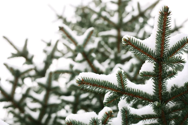 Ramas de abeto. Fondo de Navidad y Año Nuevo . — Foto de Stock