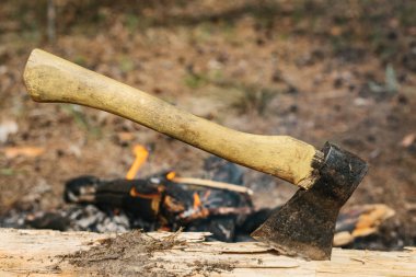 Ormandaki ağaçların yasadışı kesme. Çevresel suç kavramı.